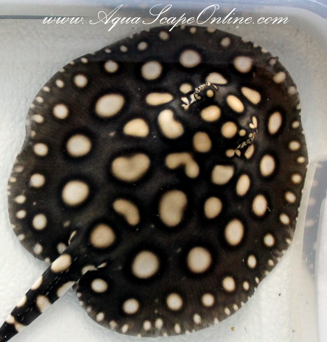 Black Diamond Stingray 5.5" Male 2 (GRADE A) Product View