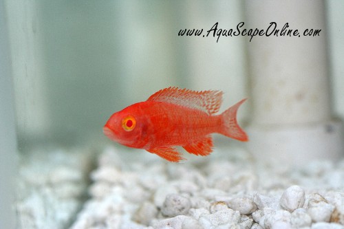 Strawberry Peacock Cichlid