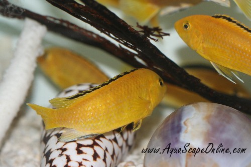 pictures of yellow labs. Yellow Labs 2quot; (Labidochromis