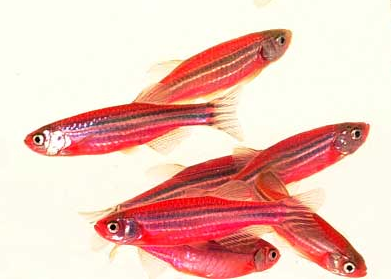 danio_red_1.jpg