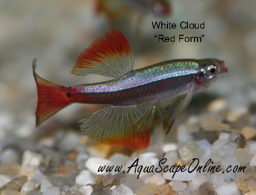 Red White Cloud Minnow 2 Tanichthys Albonubes Product View,Data Entry At Home Jobs Uk