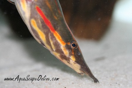 Fire Eel