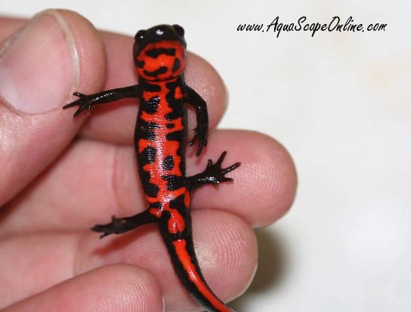 Fire Belly Newt 2 3 Cynops Orientalis Product View,Bamboo Floors Pros And Cons