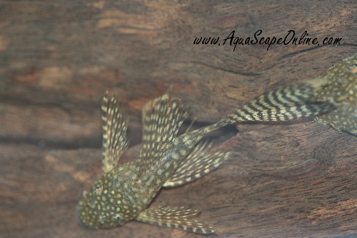 Longfin Pleco