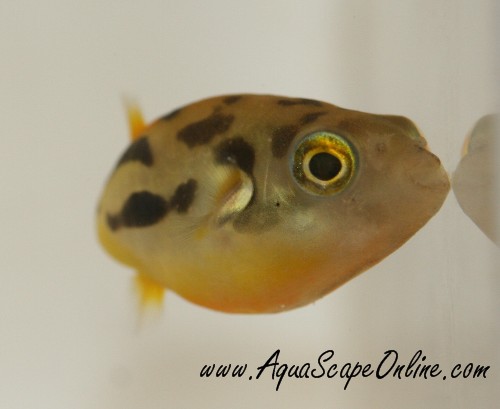 freshwater puffer fish. AquaScapeOnline We sell a wide
