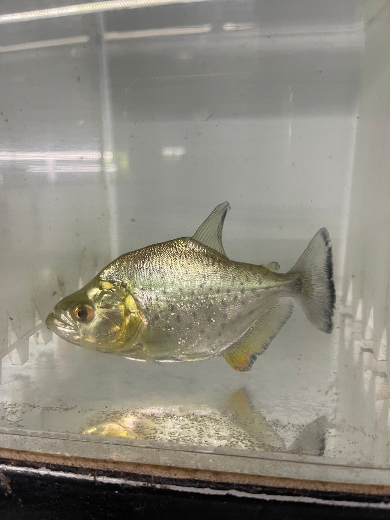 Gold Diamond Piranha (Serrasalmus Rhombeus)