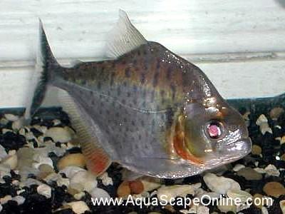 Eigenmanni Piranha (Serrasalmus Eigenmanni)