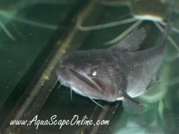 Gulper Catfish (Asterophysus Batrachus)
