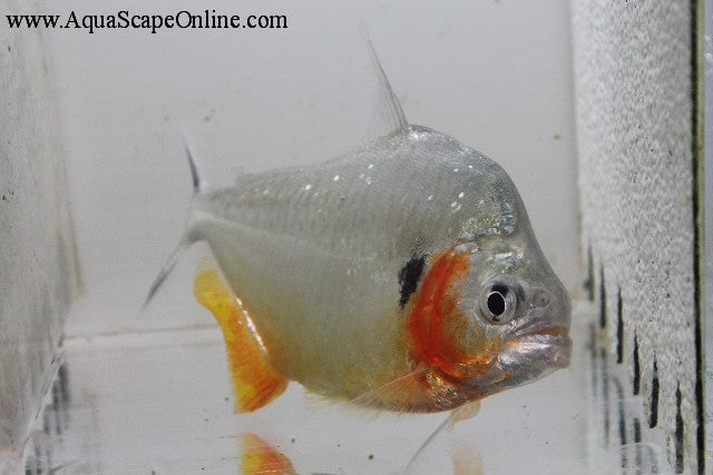 Humeralis Piranha (Serrasalmus Humeralis)