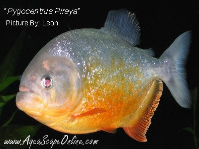 Piraya Piranha (Pygocentrus Piraya)
