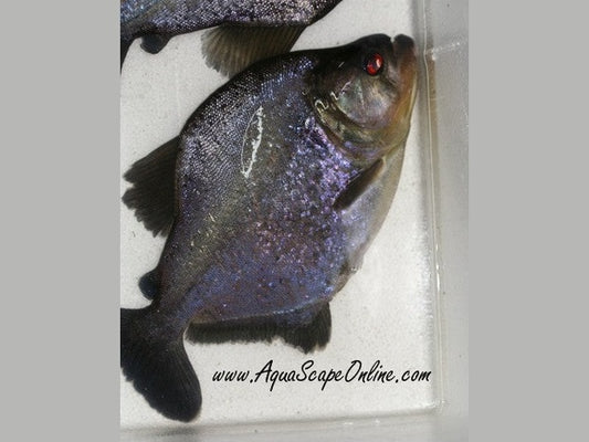 Blue Diamond Piranha 3"-4"