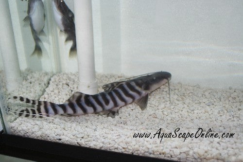 Tigrinus Catfish (Merodontotus Tigrinus)