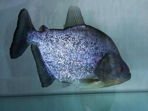 Blue Diamond Piranha 3"-4"