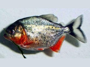 Red Belly Piranha (Pygocentrus Nattereri)