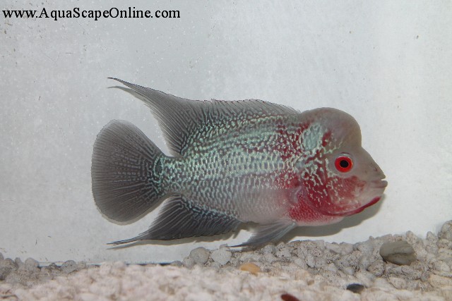 Humphead Flowerhorn 5u0026quot;6u0026quot; Amphilophus Trimaculatum  Product View