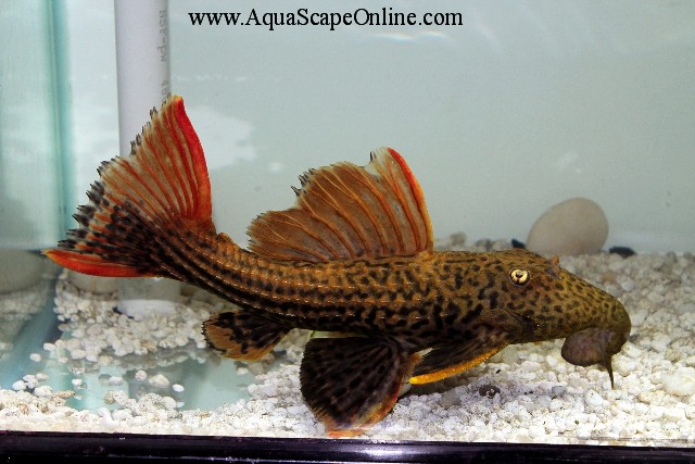 L25 Double Red Scarlet Pleco 9u0026quot;10u0026quot; Sao do Felix  Product View