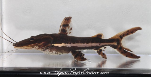 Tiger Shovelnose Catfish 22 (Pseudoplatystoma Fasciatum