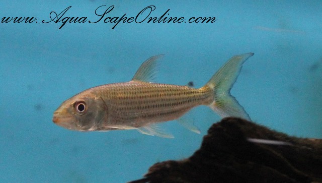 African Tiger Fish (Hydrocynus cf. vittatus) - Aqua Imports