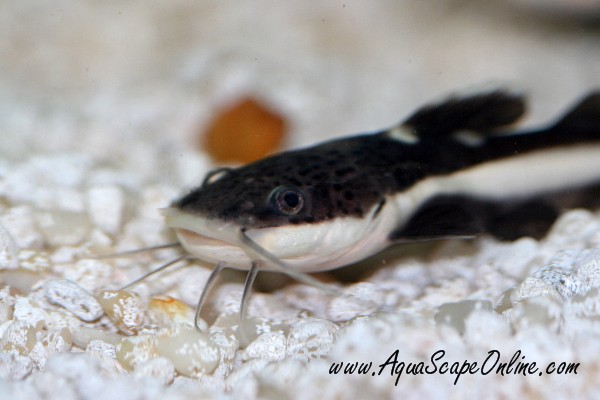 RedTail Catfish 2-3 (Phractocephalus hemioliopterus) - Product View