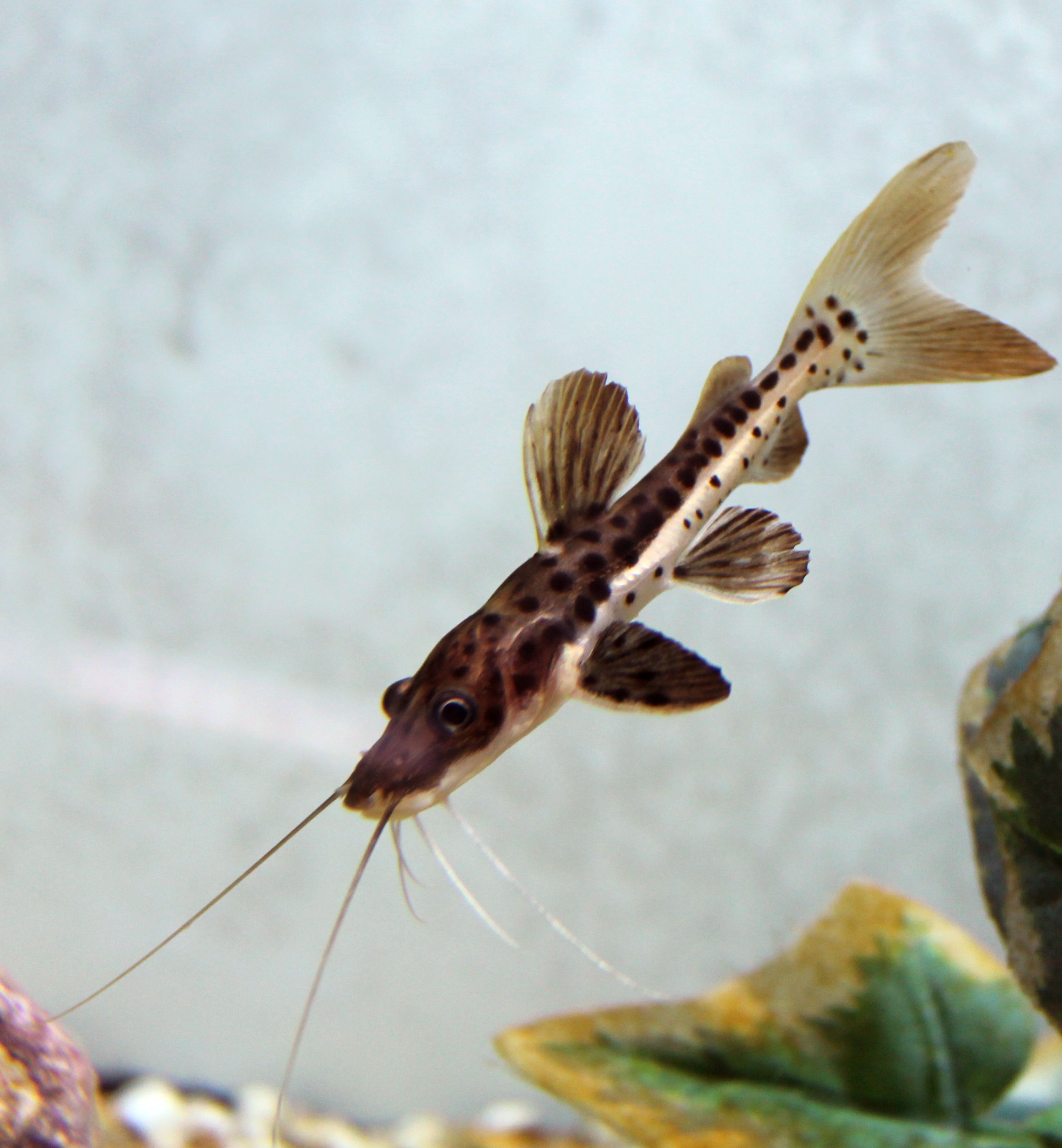 shovelnose catfish care