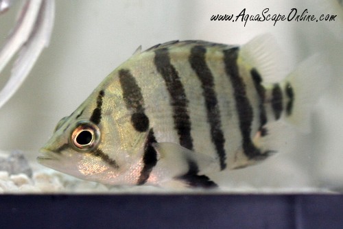 Silver_Datnoid_Tiger_Fish_3.jpg