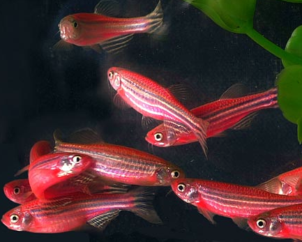Red Zebra Danio Glo-Fish(glow in the dark) - Product View