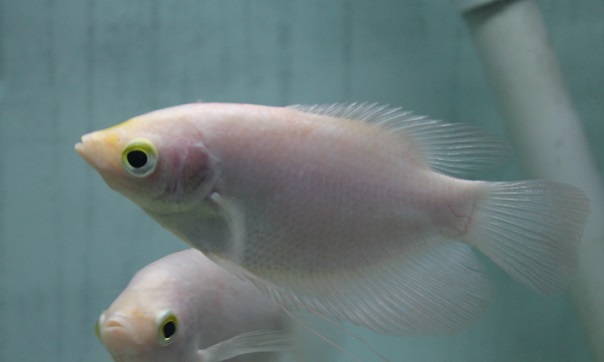 Giant Gourami (Osphronemus goramy) 3"-4" - Product View