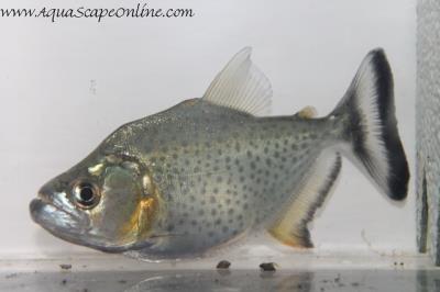 Black Piranha 3" Peru (Serrasalmus Rhombeus)