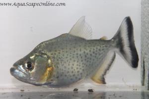 Black Piranha 4" Peru (Serrasalmus Rhombeus)