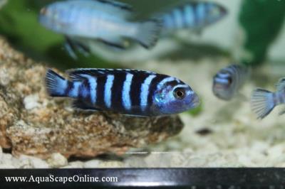 Demasoni Cichlid 1.5" (Pseudotropheus demasoni)