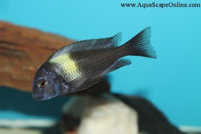 Tropheus Duboisi 1"-1.5" (Tropheus Duboisii)