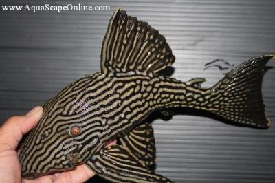 L-191 Dull Eyed Royal Pleco 3" (Panaque sp.)