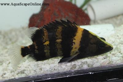 New Guinea Datnoid 9"-10" (Datnoides Campbelli)