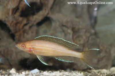 Blue Neon Albino 4" (Paracyprichromis sp. Nigripinnis)