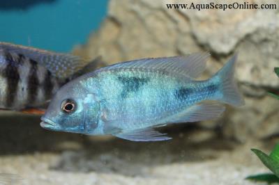 Blue Dolphin Cichlid 1.5" (Cyrtocara Moorii)