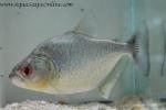 Blue Diamond Piranha 3" (Serrasalmus Rhombues)