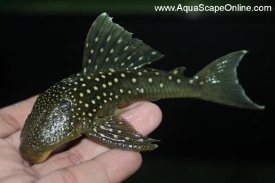 L-128 Blue Phantom Pleco 6" (Hemiancistrus sp.)