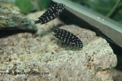 Tropheus Duboisi 1"-1.5" (Tropheus Duboisii)