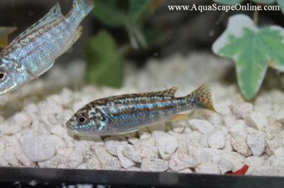Exasperatus Cichlid 2" (Melanochromis Joanjohnsonae)