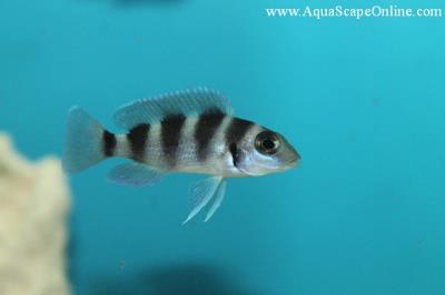 Five Bar Cichlid 1.75" (Neolamprologus Tretocephalus)