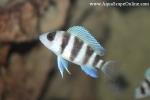Frontosa Cichlid 2" (Cyphotilapia Frontosa)