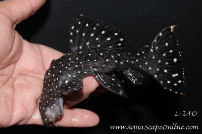 L-240 Galaxy Pleco 2" (Leporacanthicus cf. Galaxias)