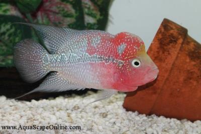 Red Dragon Humphead Flowerhorn  6"