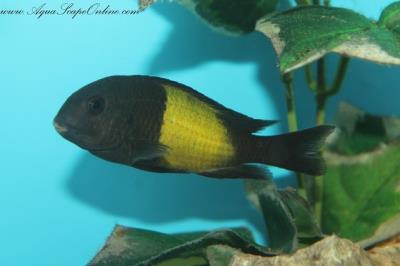 Tropheus Moorii Ikola 2.5" (Tropheus sp. "Ikola")