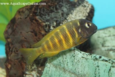 Tropheus Moorii Kipili 2.5" (Tropheus sp. "Kipili")