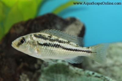 Tyrannochromis Maculiceps 3" (Tyrannochromis Maculiceps)