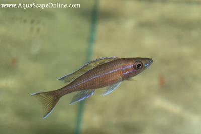 Blue Neon 3" (Paracyprichromis Nigripinnis)