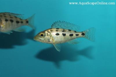 Malawi Sand Diver 2" (Fossorochromis Rostratus)