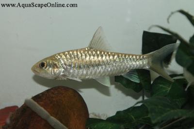 Blue Mahseer 3"-4" (Neolissochilus stracheyi)