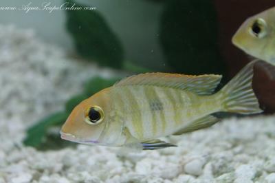 Red Head "Tapajos" 4"-5" (Geophagus Parnaibae)